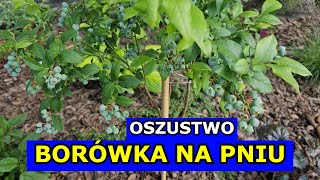 Jak Oszukują Borówka na Pniu Jak uzyskać Borówkę Pienną Wysokie Ceny Borówki amerykańskiej Uprawa [upl. by Aney]