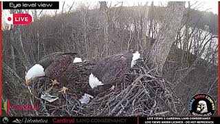 Bonnie amp Clyde Visit the Nest 4 Jan 2024 baldeagle eagles nestcam [upl. by Isla799]