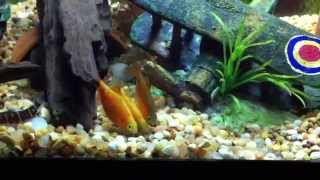 Giant Kuhli Loach amp Tank mates feeding [upl. by Miharba]