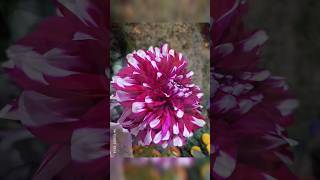 Flower Show  Jamshedpur youtubeshorts trending flowers jamshedpur flowershow [upl. by Endres]