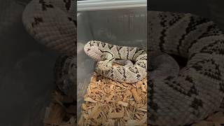 😱 Crotalus scutulatus snake ka dahad suno 🐍wildlife snake youtubeshorts viralshorts [upl. by Ahseal]