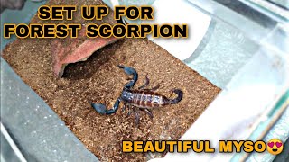 HOW TO SET UP YOUR FOREST SCORPION REHOUSING HETEROMETRUS MYSORENSIS  TARASCORP TV [upl. by Adlih]