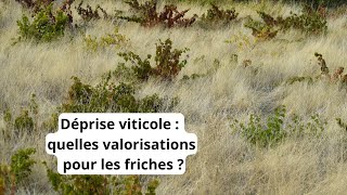 Déprise viticole  quelles valorisations pour les friches  Exemples de taillis mellifères [upl. by Lucas597]