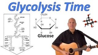 Glycolysis Time [upl. by Gunner]