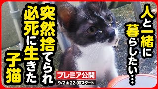 【子猫 保護】突然捨てられ、必死に生きた子猫に人と暮らす喜びを [upl. by Sirovart670]