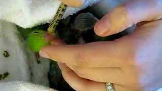 Hand Feeding Baby Parrotlets [upl. by Ticknor904]