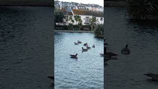 Perranporth boating lake memories of times gone byePure natural beauty of Bird life of perranporth [upl. by Stochmal372]