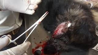 Dog ear hematoma Surgical treatment [upl. by Gahan]