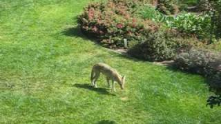 Coyote in suburban backyard [upl. by Hajidahk]