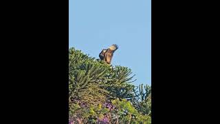 El carancho Caracara plancus también conocido como traro eagles birds wildlife nature [upl. by Ecyob458]