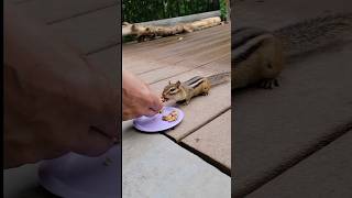 handfeeding service for Chipmunk Chippy [upl. by Roscoe]