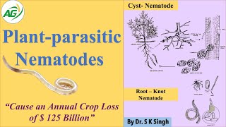 Plant parasitic Nematodes [upl. by Trixy]