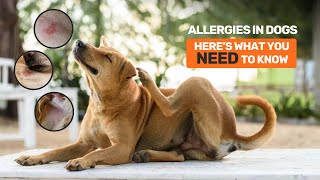 Allergies in Dogs Best Diet amp Itch Solutions [upl. by Dimitris]