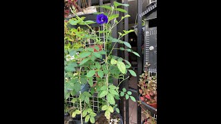 Tips on How to Grow Blue Ternate from Seeds [upl. by Nananne264]