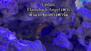 Flameback Angel Tank Raised [upl. by Singh240]