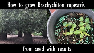 How to grow Brachychiton rupestris Queensland bottle tree from seed with results [upl. by Miahc]