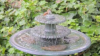 Young Hummingbird Chick Just Loves the Water Fountain [upl. by Daveen]