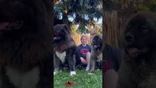 A small puppy grows into a very large dog dog pet pets bigdog dogs puppy animals jozodogs [upl. by Simonne]