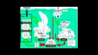 El Ciclo del Nitrógeno en un Acuario [upl. by Ohl]