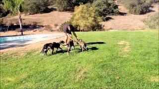 Lurcher Hounds Designer Pups Borzoi and Scottish Deerhound [upl. by Eiralav492]