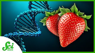 Why Do Strawberries Have Eight Copies of Their Genes [upl. by Craw]