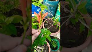 Tecoma flower plant youtubeshorts gardening viral [upl. by Mela]