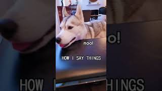 Husky Gets Upset at Alexa She cant pronounce her name [upl. by Ann-Marie]