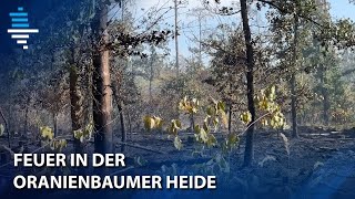 Waldbrand in Oranienbaum  51 Hektar Heideland betroffen [upl. by Oicneconi953]