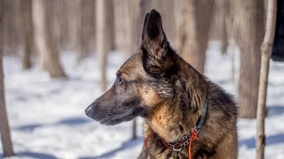 Belgian Malinois eats Peameal Bacon [upl. by Newcomb416]