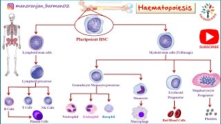 Hemopoiesis physiology।। Formation of blood cells ।। PATHOGENESIS ।। BarmanSir [upl. by Ayinat]