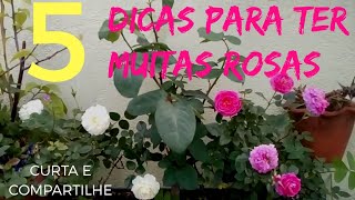 5 DICAS PARA TER MUITAS ROSAS [upl. by Ado]