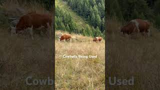 Cowbells Being Used Zermatt Switzerland [upl. by Kauffman726]