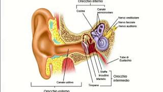 Otite ricorrente e malfunzionamento della Tuba di Eustachio [upl. by Ynnatirb]
