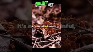 Bullet Ants Natures Fierce Warriors [upl. by Melquist]