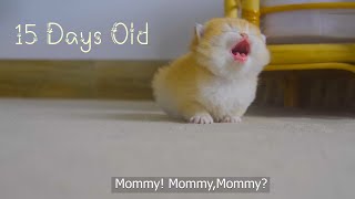 How kitten Pudding grow up from 0 to 12 months [upl. by Brien656]