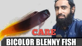 BICOLOUR BLENNY CARE IN HINDIURDU [upl. by Clava65]