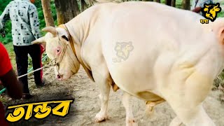 Biggest Austral Bull Showtime Madness ।বিশাল সাইজের অস্ট্রালের পাগলামি ।Qurbani cow 2024 Bangladesh [upl. by Burris947]