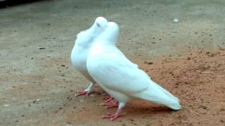 Pigeon mating part 1 Indian ordinary pigeons [upl. by Anela]