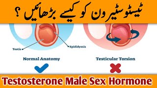 Testosterone Booster Food  Testosterone Ko Kaise Badhaye  Dr YK [upl. by Netsruk]