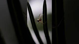 Arabesque orbweaver A species of Orb weaver Araneidae 🕷🕸 insects fauna spiders [upl. by Nyloc413]