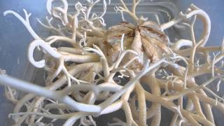 Basket star Gorgonocephalus eucnemis [upl. by Vil119]