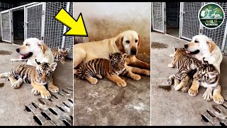 Dog Raises 3 Tiger Cubs but years later something unexpected happened [upl. by Trygve]