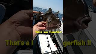 Wreck Fishing for Triggerfish shorts triggerfish oceanfishing [upl. by Anaderol118]