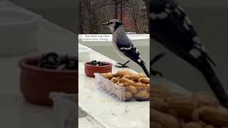 Rain didn’t stop these birds from visiting birdwatching [upl. by Ahsennek]