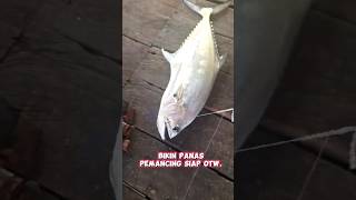 MANCING TALANGTALANG amp IKAN PUTIH mancingmania shorts [upl. by Julina]