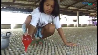 Betta Farm in Thailand YouTube [upl. by Jereme]