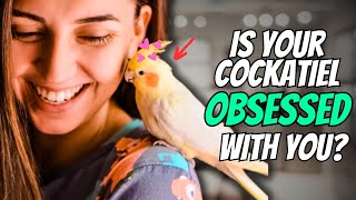 14 Signs Your Cockatiel is OBSESSED with You 💕 [upl. by Hadihahs]