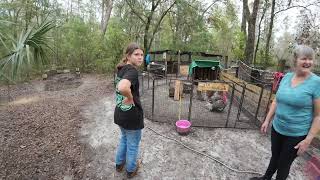 Turkey Hollow Farm in Morriston FL [upl. by Middleton18]