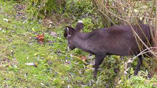 Schopfhirsche im Tierpark Berlin  Tufted deer at Tierpark Berlin [upl. by Velick]