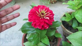 Summer Flower Plant Zinnia  Growing and Caring Tips  HindiUrdu [upl. by Ahcim]